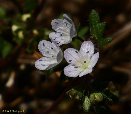 {Phacelia dubia}